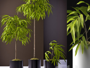 ficus alii plant Modèle 3D