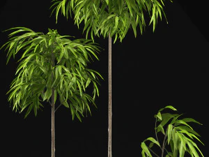 ficus alii plant 3D Model