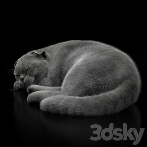 cat 6 Modèle 3D .c4d .max .obj .3ds .fbx .stl .blend 