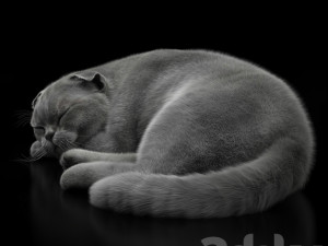 cat 6 Model 3D