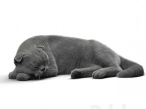 cat 6 Modèle 3D