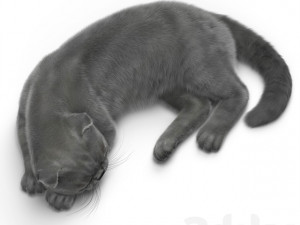 cat 6 Modèle 3D