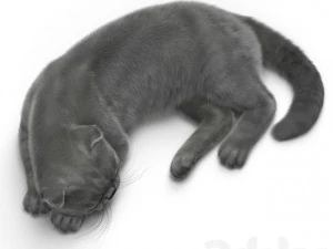 cat 6 3D Model