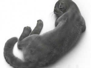 cat 6 Modèle 3D