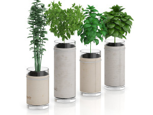 four herbs in glass pots Modèle 3D
