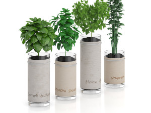 four herbs in glass pots Modèle 3D