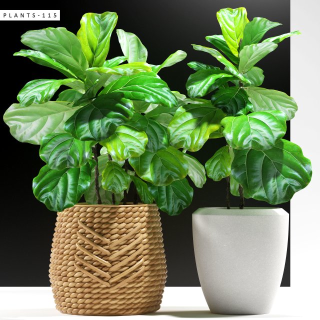 ficus plants 115 3D Model .c4d .max .obj .3ds .fbx .stl .blend 