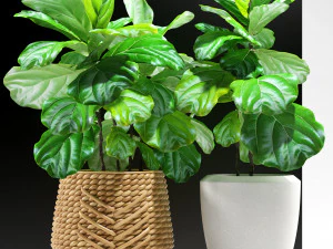 фикус растения 115 3D Модель