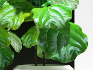 ficus plants 115 3D Model