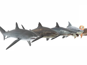 Peces de mar Modelo 3D
