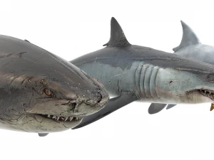Peces de mar Modelo 3D