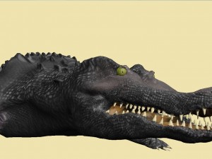 crocodile Model 3D