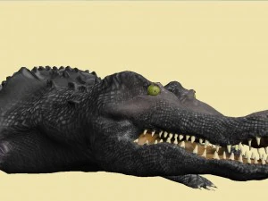 krokodyl Model 3D