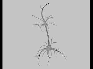 neuron Model 3D