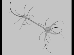 neuron 3D Model