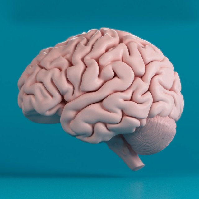 human brain 3D Модель .c4d .max .obj .3ds .fbx .stl .blend 
