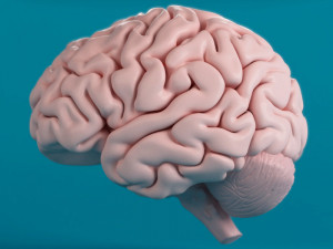 human brain 3D Model