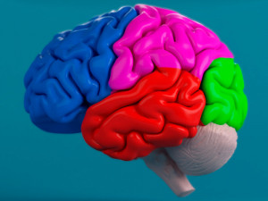 human brain 3D Модель