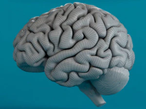 человеческий мозг 3D Модель