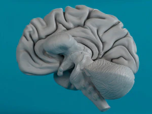 человеческий мозг 3D Модель