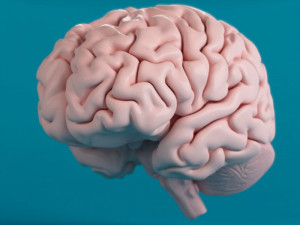human brain 3D Модель
