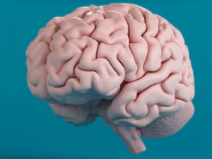 человеческий мозг 3D Модель