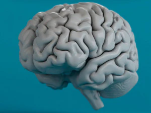 человеческий мозг 3D Модель