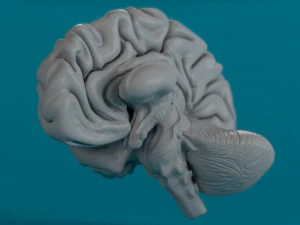 человеческий мозг 3D Модель