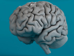 human brain 3D Модель