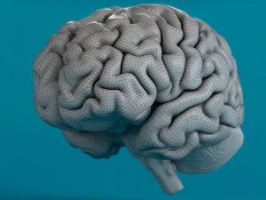 человеческий мозг 3D Модель