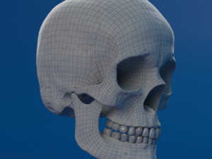 human skull female Modello 3D