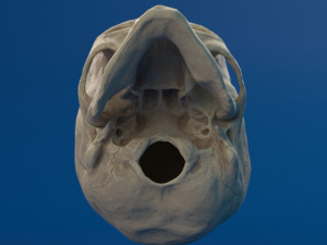 human skull female Modello 3D