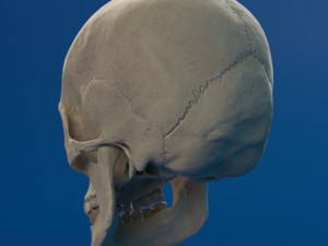 human skull female Modello 3D
