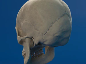 human skull female 3D Model