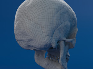 human skull female Modello 3D