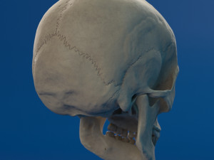 human skull female Modello 3D