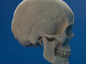 human skull female Modello 3D