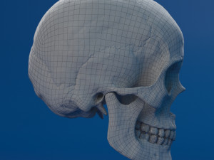 human skull female Modello 3D