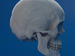 human skull female 3D Model