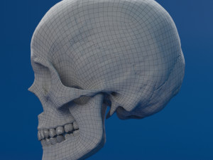 human skull female Modello 3D
