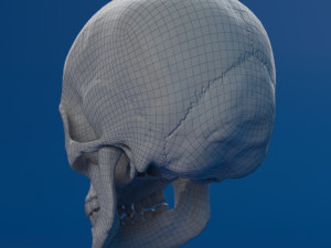 human skull female Modello 3D