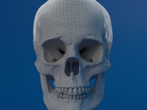 human skull female Modello 3D