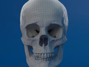 human skull female 3D Model