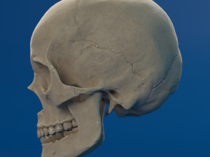 human skull female Modello 3D