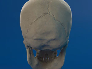 human skull female 3D Model
