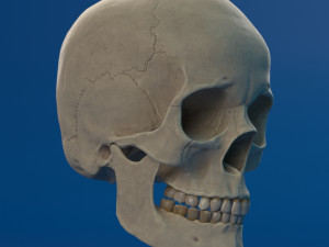 human skull female Modello 3D