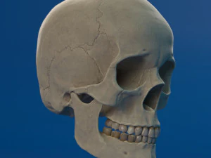 human skull female 3D Model