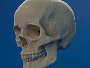 human skull female Modello 3D