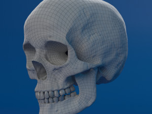 human skull female Modello 3D