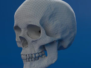 human skull female 3D Model